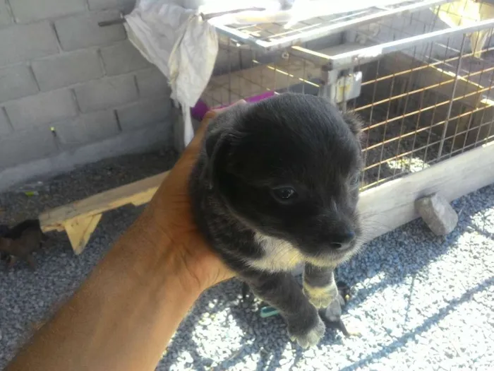 Cachorro raça Imdefinida idade Abaixo de 2 meses nome Um