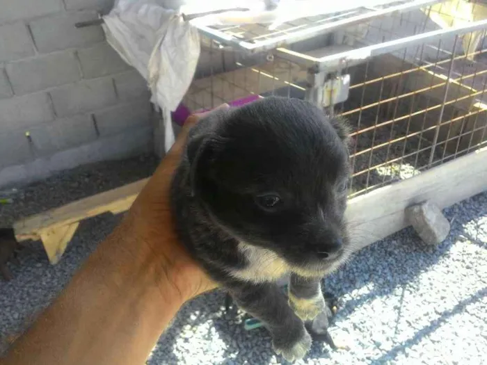 Cachorro raça Imdefinida idade Abaixo de 2 meses nome Um