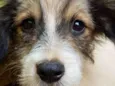 Kikito