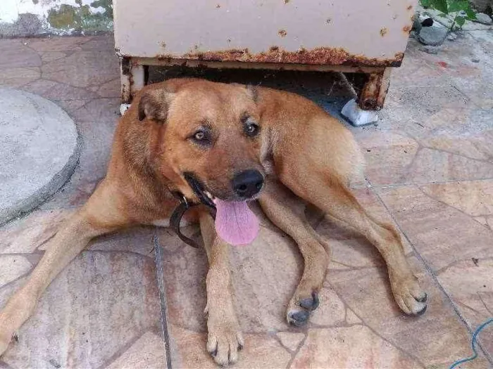 Cachorro ra a Mestiço idade 1 ano nome Desconhecido