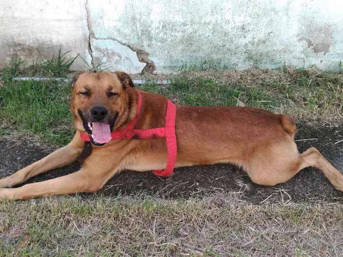 Cachorro ra a Mestiço idade 1 ano nome Desconhecido