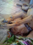 Hector 