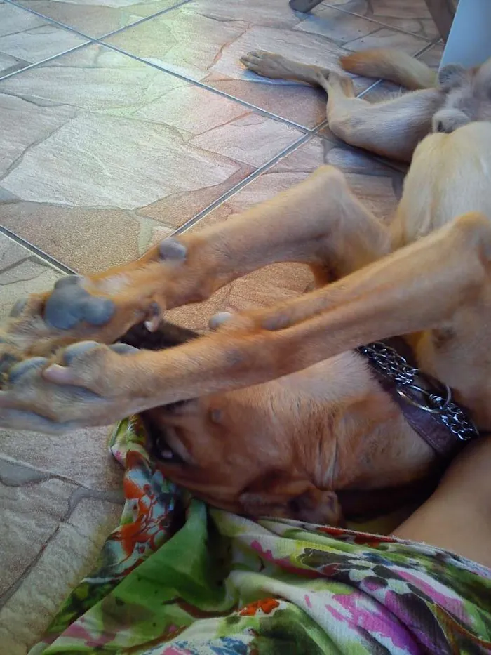 Cachorro ra a  idade 6 ou mais anos nome Hector 