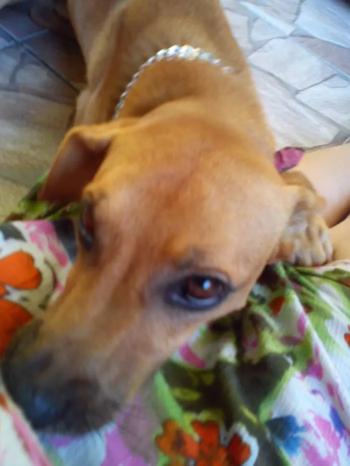 Cachorro ra a  idade 6 ou mais anos nome Hector 