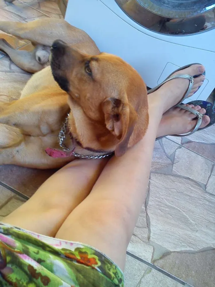 Cachorro ra a  idade 6 ou mais anos nome Hector 