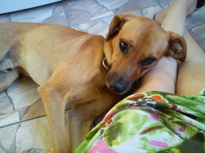 Cachorro ra a  idade 6 ou mais anos nome Hector 