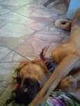 Hector 