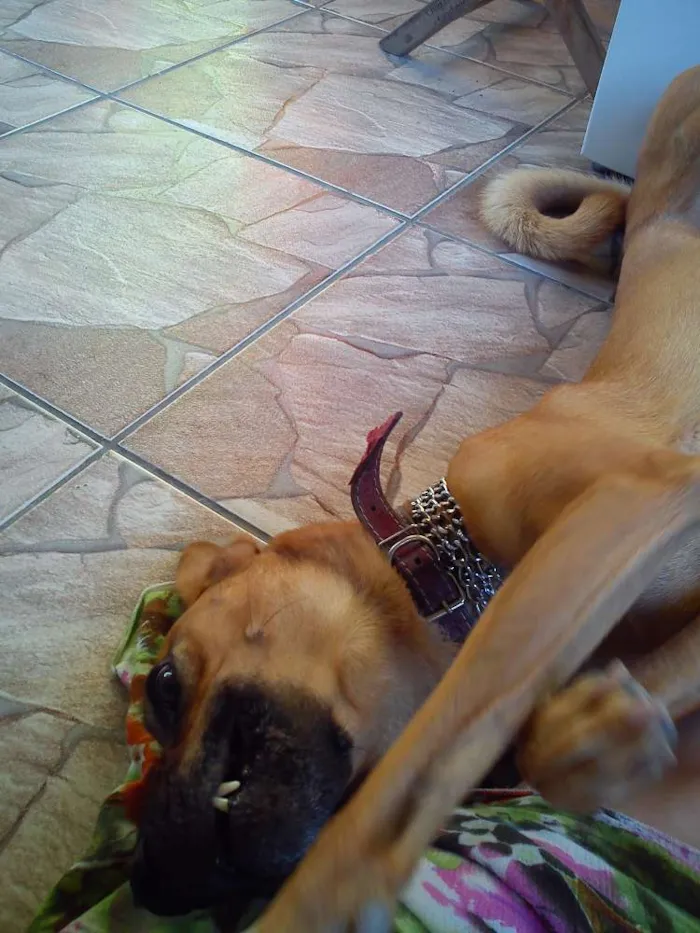 Cachorro ra a  idade 6 ou mais anos nome Hector 