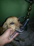 Hector 