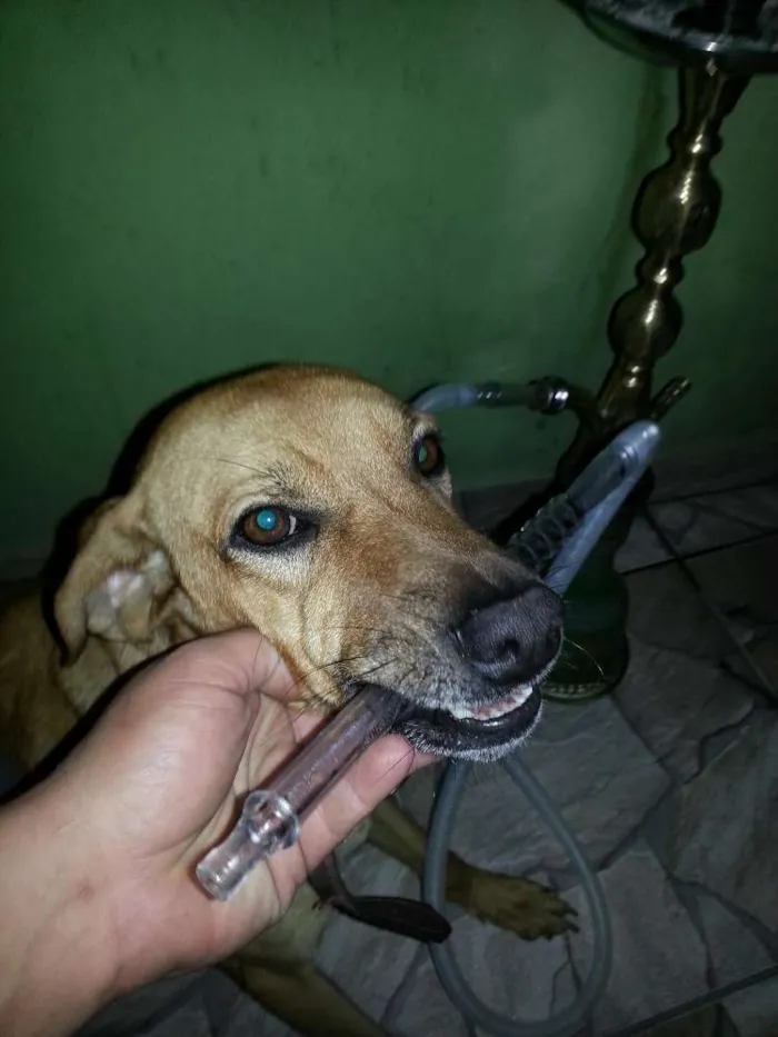 Cachorro ra a  idade 6 ou mais anos nome Hector 