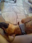 Hector 