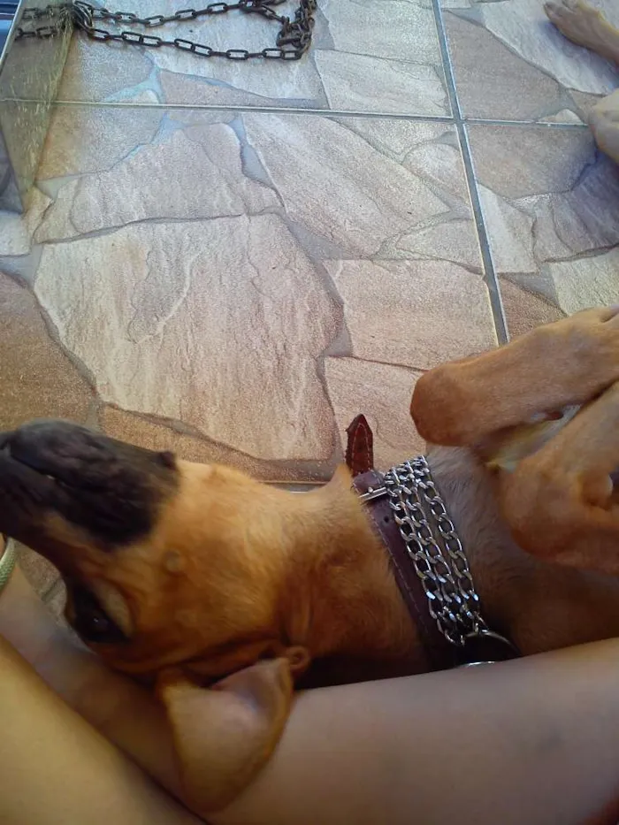 Cachorro ra a  idade 6 ou mais anos nome Hector 
