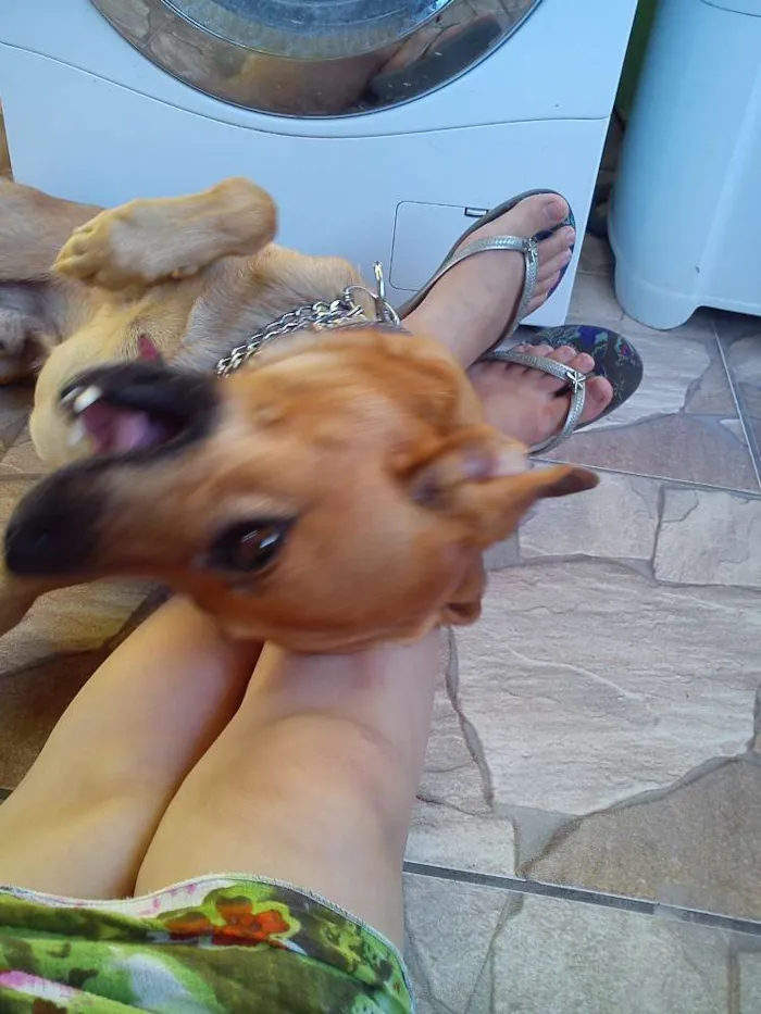 Cachorro ra a  idade 6 ou mais anos nome Hector 