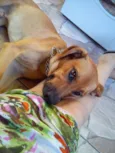 Hector 