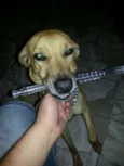 Hector 