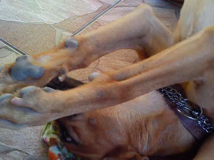 Cachorro ra a  idade 6 ou mais anos nome Hector 