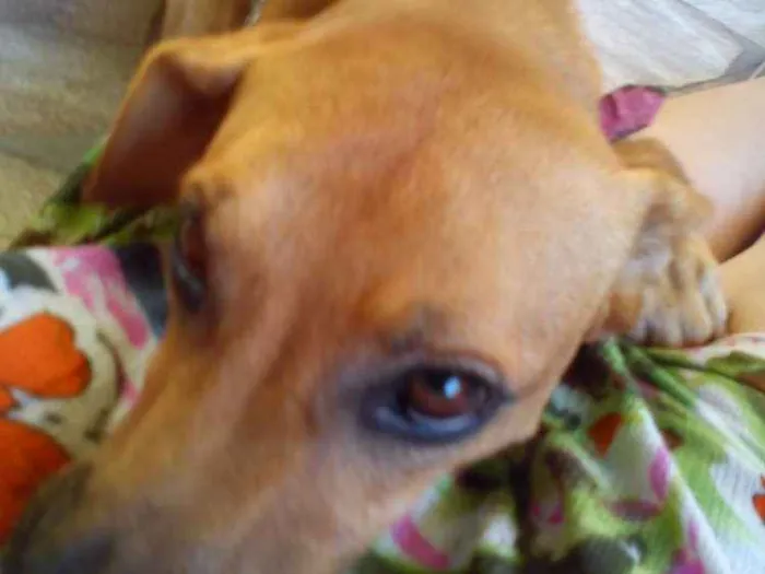 Cachorro ra a  idade 6 ou mais anos nome Hector 