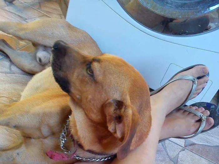 Cachorro ra a  idade 6 ou mais anos nome Hector 
