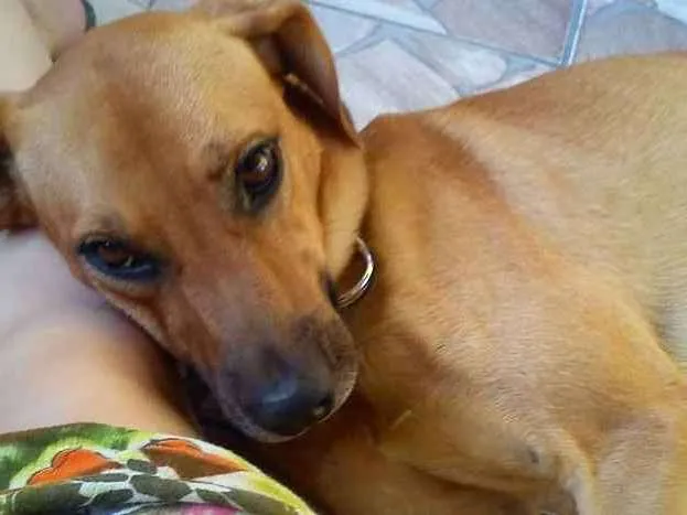 Cachorro ra a  idade 6 ou mais anos nome Hector 