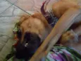 Hector 