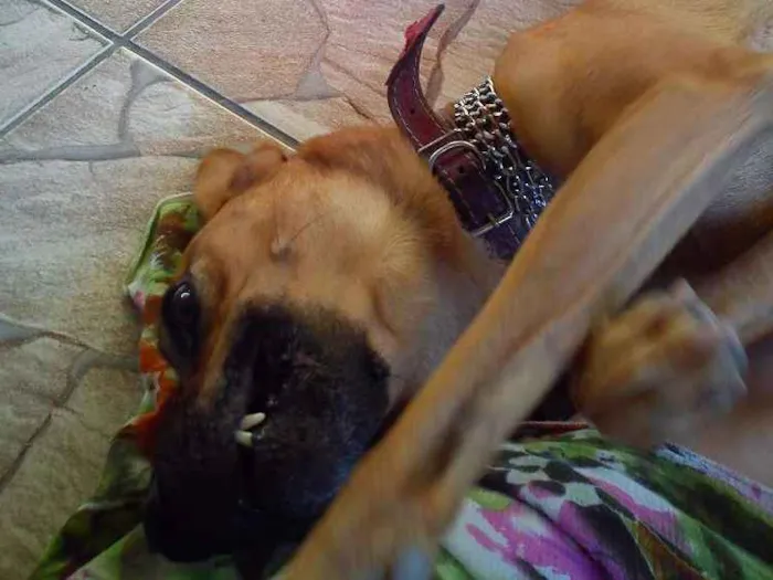 Cachorro ra a  idade 6 ou mais anos nome Hector 