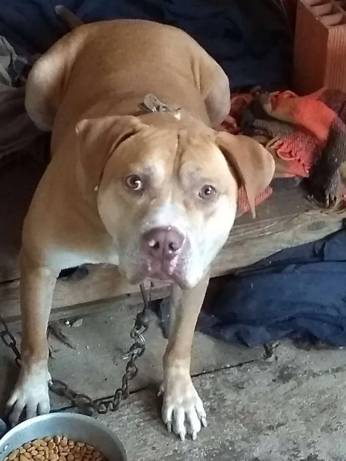 Cachorro raça Pitbull idade 3 anos nome Sansao