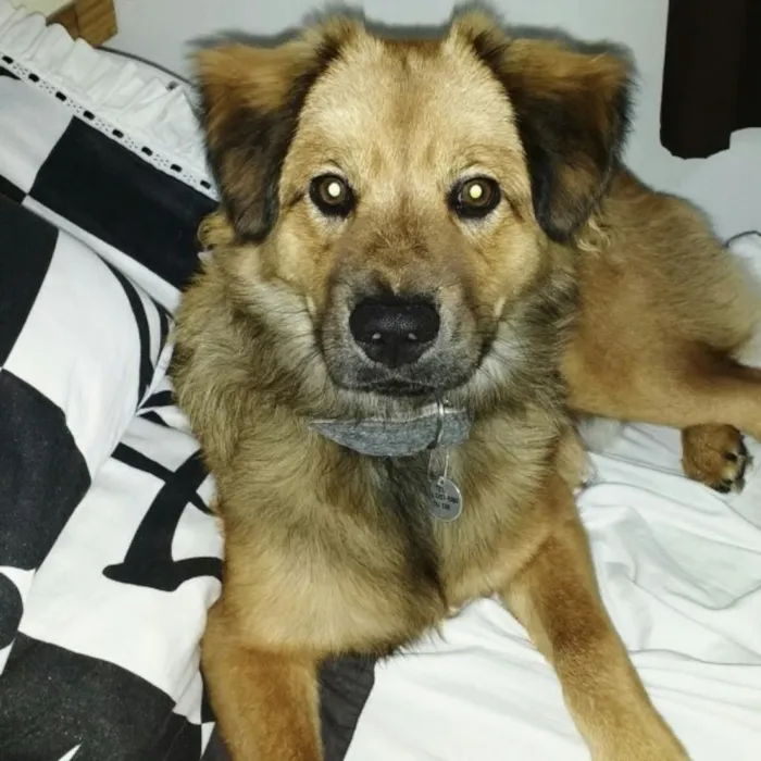 Cachorro ra a Chow Chow com Golden idade 7 a 11 meses nome Salomão
