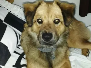Cachorro raça Chow Chow com Golden idade 7 a 11 meses nome Salomão