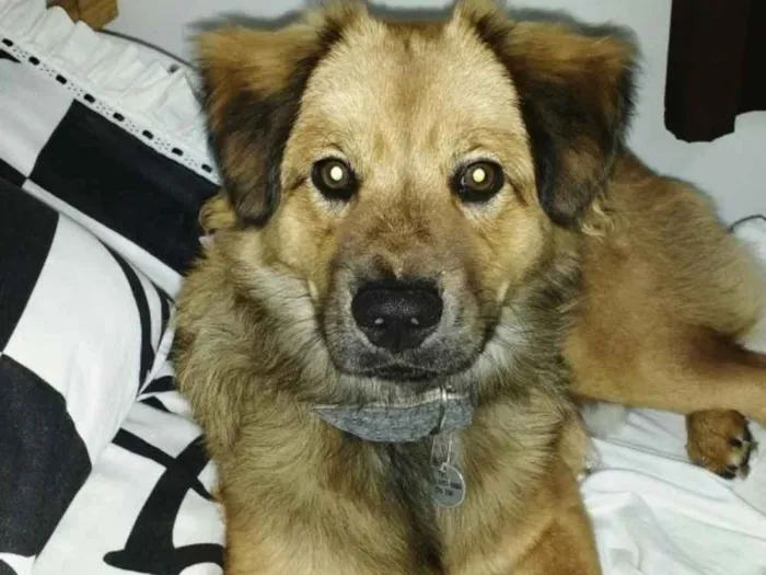 Cachorro ra a Chow Chow com Golden idade 7 a 11 meses nome Salomão