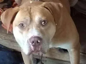 Cachorro raça Pitbull idade 3 anos nome Sansao