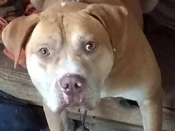 Cachorro raça Pitbull idade 3 anos nome Sansao
