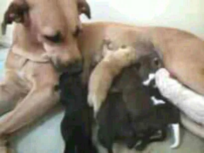 Cachorro raça SRD idade Abaixo de 2 meses nome sem nome
