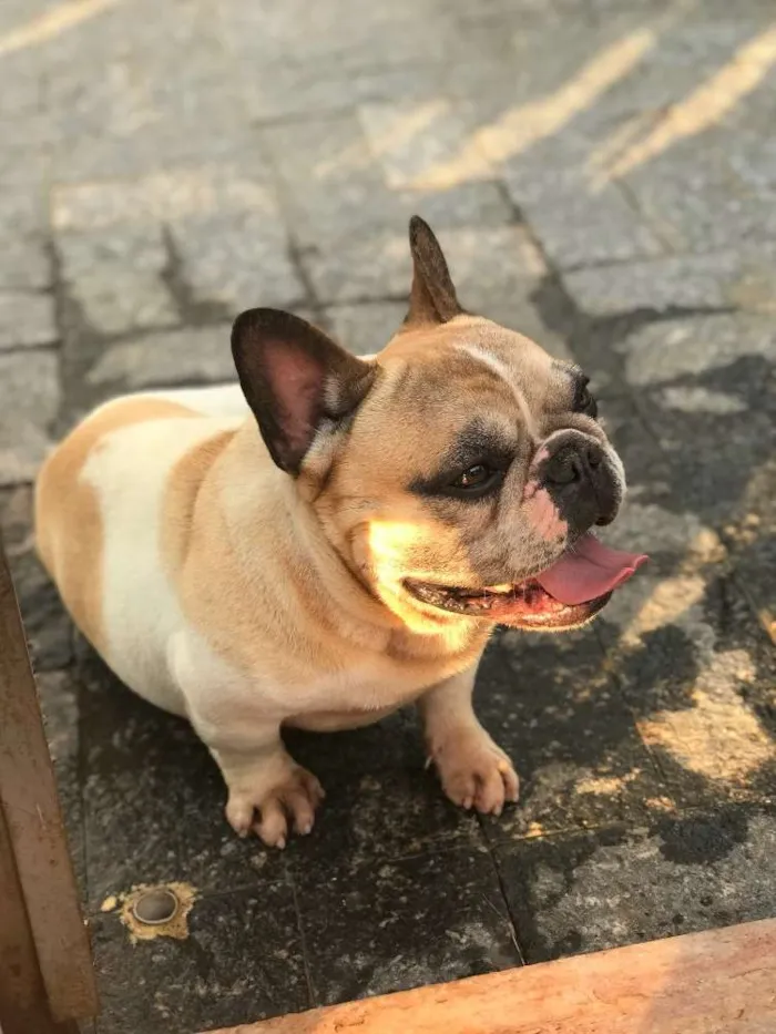 Cachorro ra a buldogue francês  idade 4 anos nome Não tem