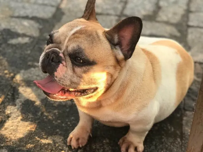 Cachorro ra a buldogue francês  idade 4 anos nome Não tem