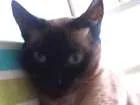 Gato raça SRD idade 4 anos nome Maya