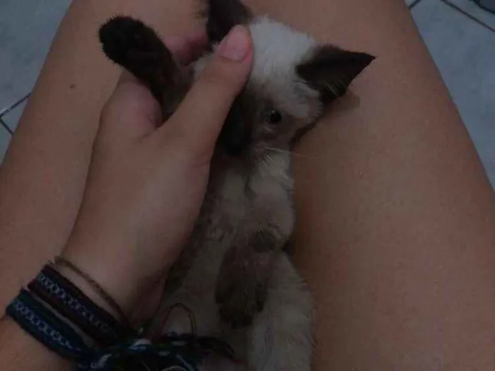 Gato ra a Siamês idade Abaixo de 2 meses nome Sem nome