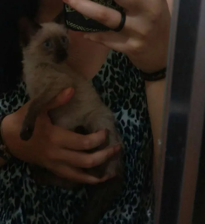 Gato ra a Siamês idade Abaixo de 2 meses nome Sem nome