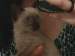 Gato raça Siamês idade Abaixo de 2 meses nome Sem nome