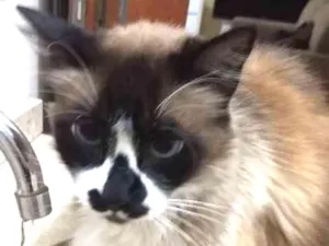 Gato raça Siamês idade 6 ou mais anos nome Tchuco