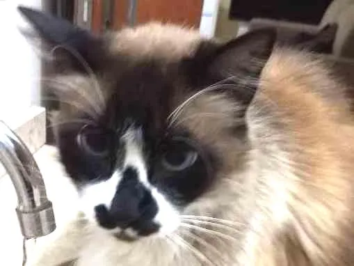 Gato ra a Siamês idade 6 ou mais anos nome Tchuco