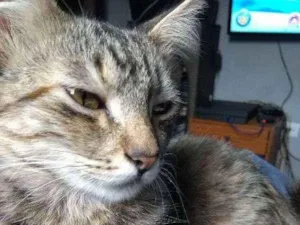 Gato raça SRD idade 2 a 6 meses nome Maria Antonieta