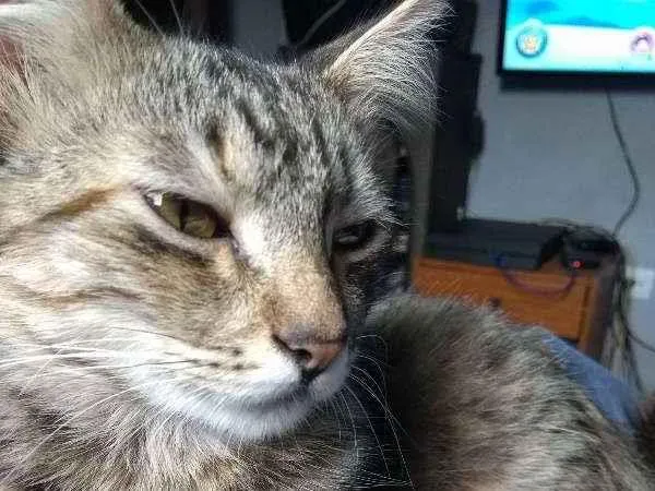 Gato ra a SRD idade 2 a 6 meses nome Maria Antonieta