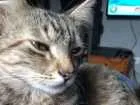 Gato raça SRD idade 2 a 6 meses nome Maria Antonieta