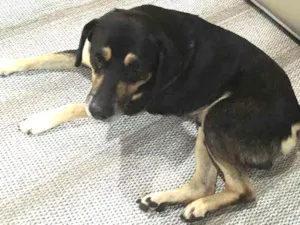 Cachorro raça Vira lata  idade  nome Não sei 