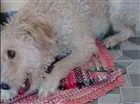 Cachorro raça Virá lata idade 2 anos nome Ted