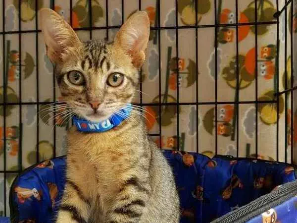 Gato ra a  idade 2 a 6 meses nome Habib