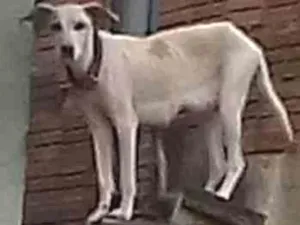 Cachorro raça Sem raça definida idade 1 ano nome Genefi
