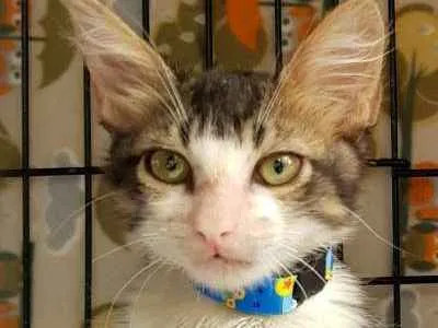 Gato ra a  idade 2 a 6 meses nome Said