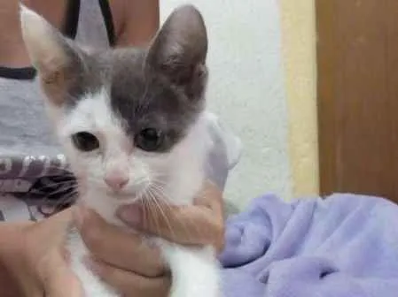 Gato ra a - idade Abaixo de 2 meses nome Sem nome