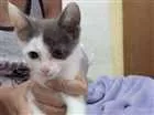 Gato raça - idade Abaixo de 2 meses nome Sem nome